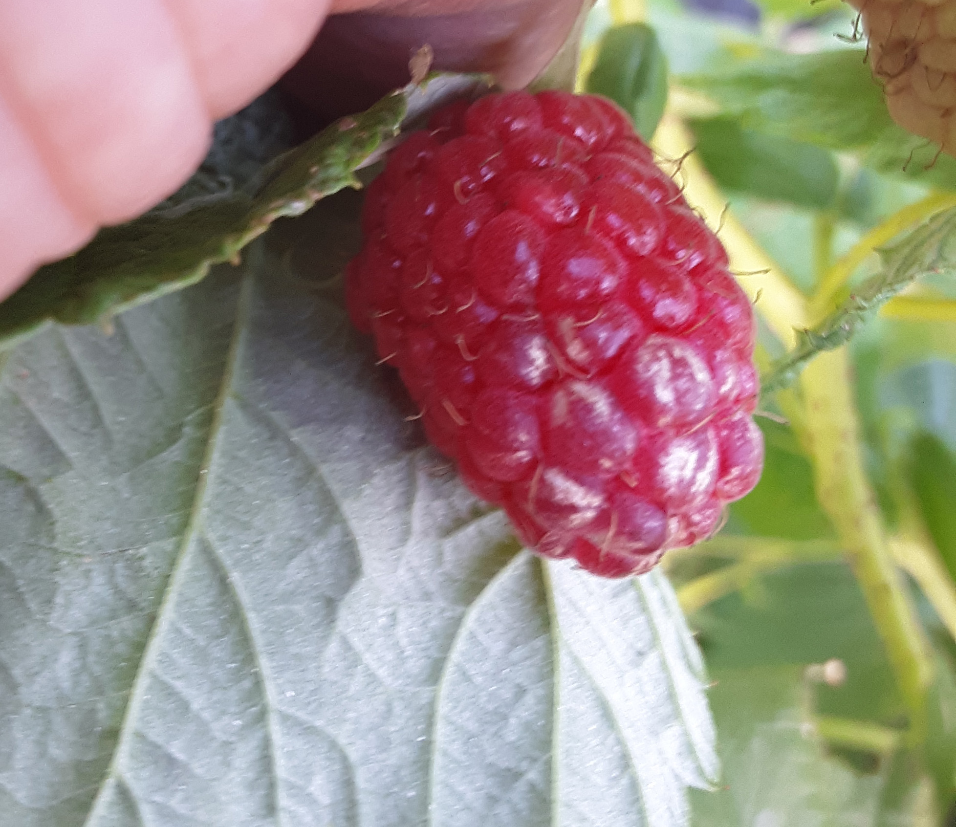 Sunscald on raspberries